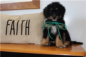 Monty - Mini Bernedoodle for sale