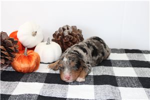 Nyla - Mini Bernedoodle for sale