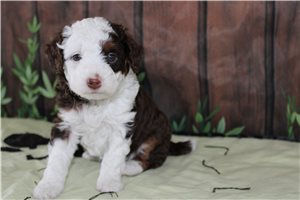 Megan - Bernedoodle, Mini for sale