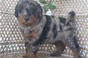 Georgia - puppy for sale