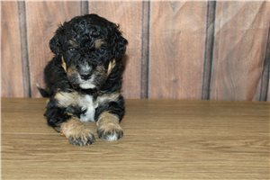 Monty - Bernedoodle, Mini for sale
