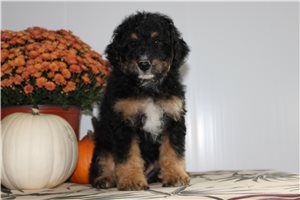 Monty - puppy for sale