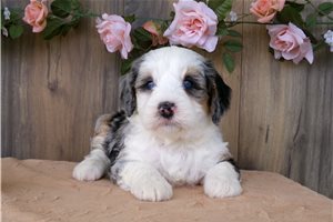 Camila - Bernedoodle, Mini for sale