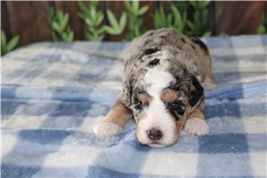 Murphy - puppy for sale