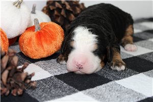 Nadia - Mini Bernedoodle for sale