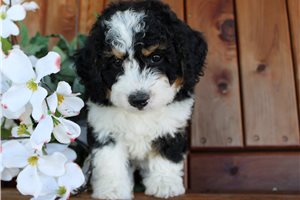 Mincus, a Mini Bernedoodle puppy