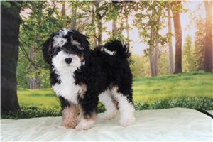 Crystal - Bernedoodle, Mini for sale