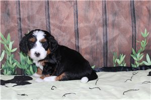Marie - Bernedoodle, Mini for sale