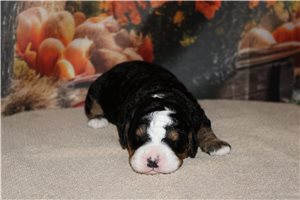 Nemo - Mini Bernedoodle for sale