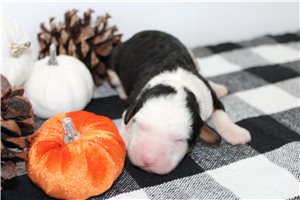 Nicolette - Mini Bernedoodle for sale