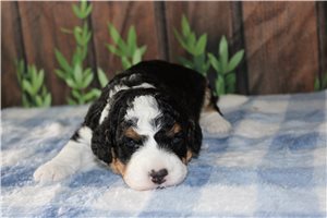 Mincus - puppy for sale