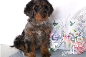 Nate - Bernedoodle, Mini for sale