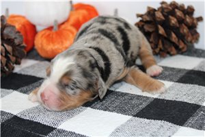 Newton - Mini Bernedoodle for sale