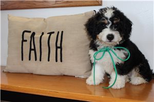 Mincus, a Mini Bernedoodle puppy