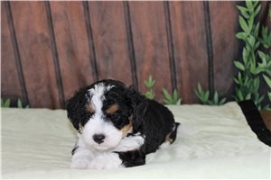 Mincus - Bernedoodle, Mini for sale