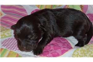 Maria - Mixed/Other for sale