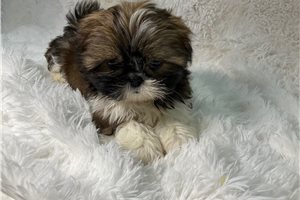 Archie - puppy for sale