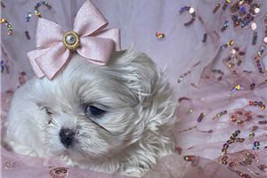 Imani - Shih Tzu for sale