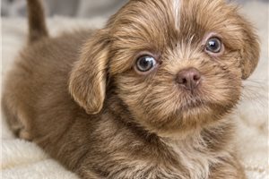 Dudley - puppy for sale