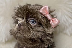 Rita - Shih Tzu for sale