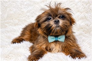 Dylan - Shih Tzu for sale