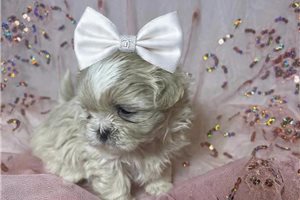 Iliana - Shih Tzu for sale
