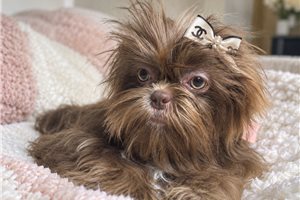 Rosalyn - Shih Tzu for sale