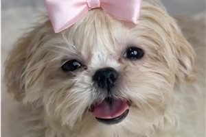 Iliana - Shih Tzu for sale