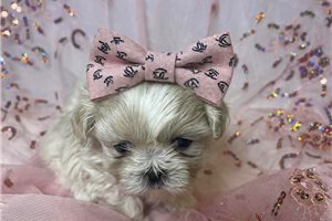 Iliana - Shih Tzu for sale