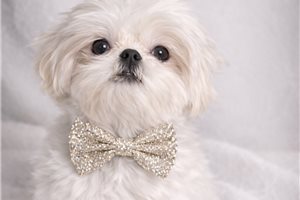 Charles - Shih Tzu for sale
