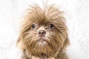 Dudley - Shih Tzu for sale