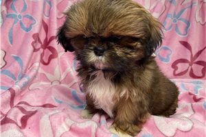 Alexis - puppy for sale