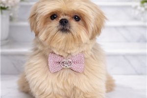 Christian - puppy for sale