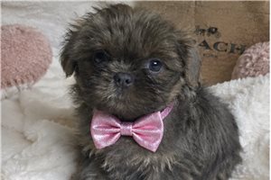 Dylan - Shih Tzu for sale