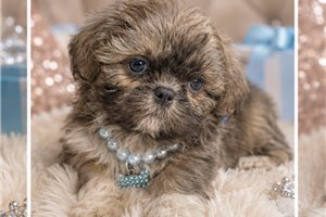 Donovan - Shih Tzu for sale