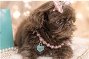 Risha - puppy for sale