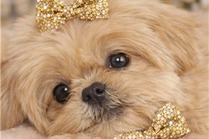 Christian - Shih Tzu for sale