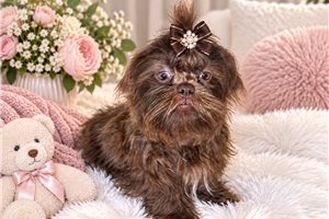 Rita - Shih Tzu for sale