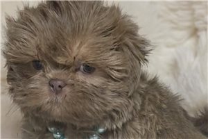 Ridge - puppy for sale