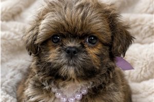 Derek - puppy for sale