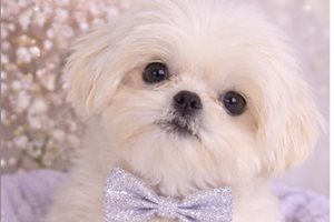 Charles - Shih Tzu for sale