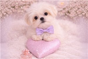 Charles - Shih Tzu for sale