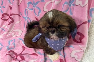 Ashton - puppy for sale