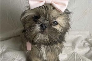 Breslin - Shih Tzu for sale