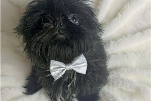 Basil - Shih Tzu for sale
