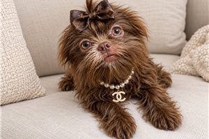 Risha - Shih Tzu for sale
