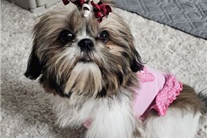 Aimee - Shih Tzu for sale