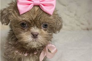 Destiny - puppy for sale