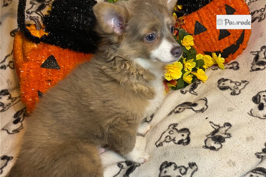 Brian - Chihuahua for sale