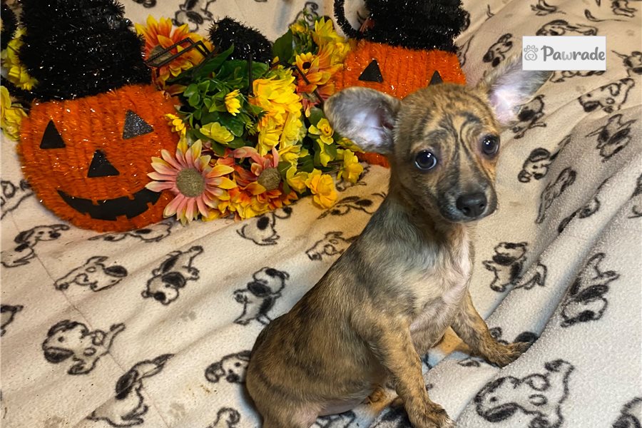 Abigail - Chihuahua for sale